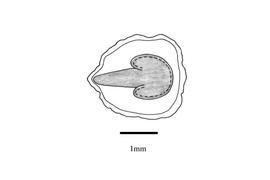   Embryo:nbsp; Euphorbia heterophylla;nbsp;Illustration by K. Parker, Kirkbride et al. (2006)
